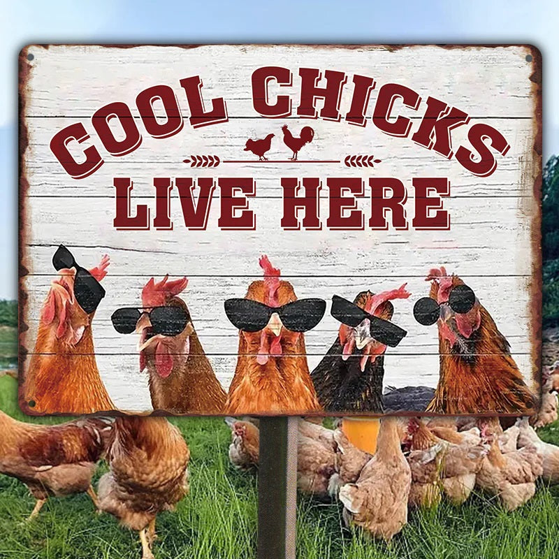 Chicken Coop Sign - Cool Chicks Live Here Metal Signs